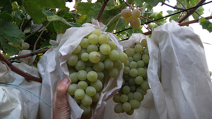 Aquí la Tierra - ¿El método más efectivo para conservar las uvas?