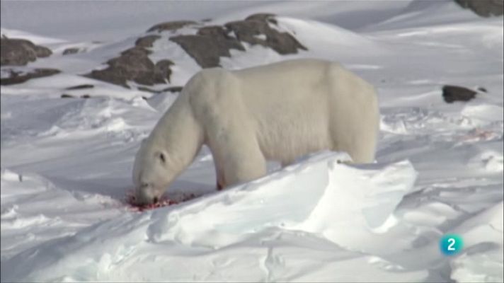 Especials en català - Sobreviure al regne dels gels: els óssos polars