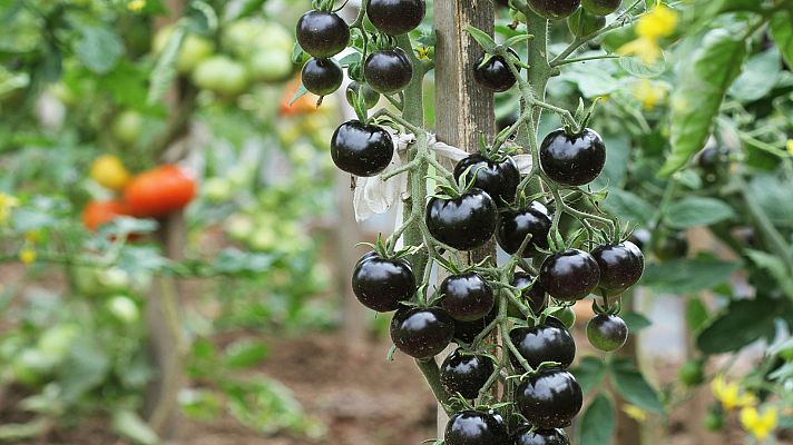 Aquí la Tierra - Aquí la Tierra - 10/12/20