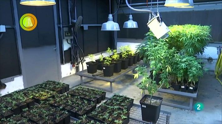 Agrosfera - Laboratorio de ideas - Cañamo Investigación