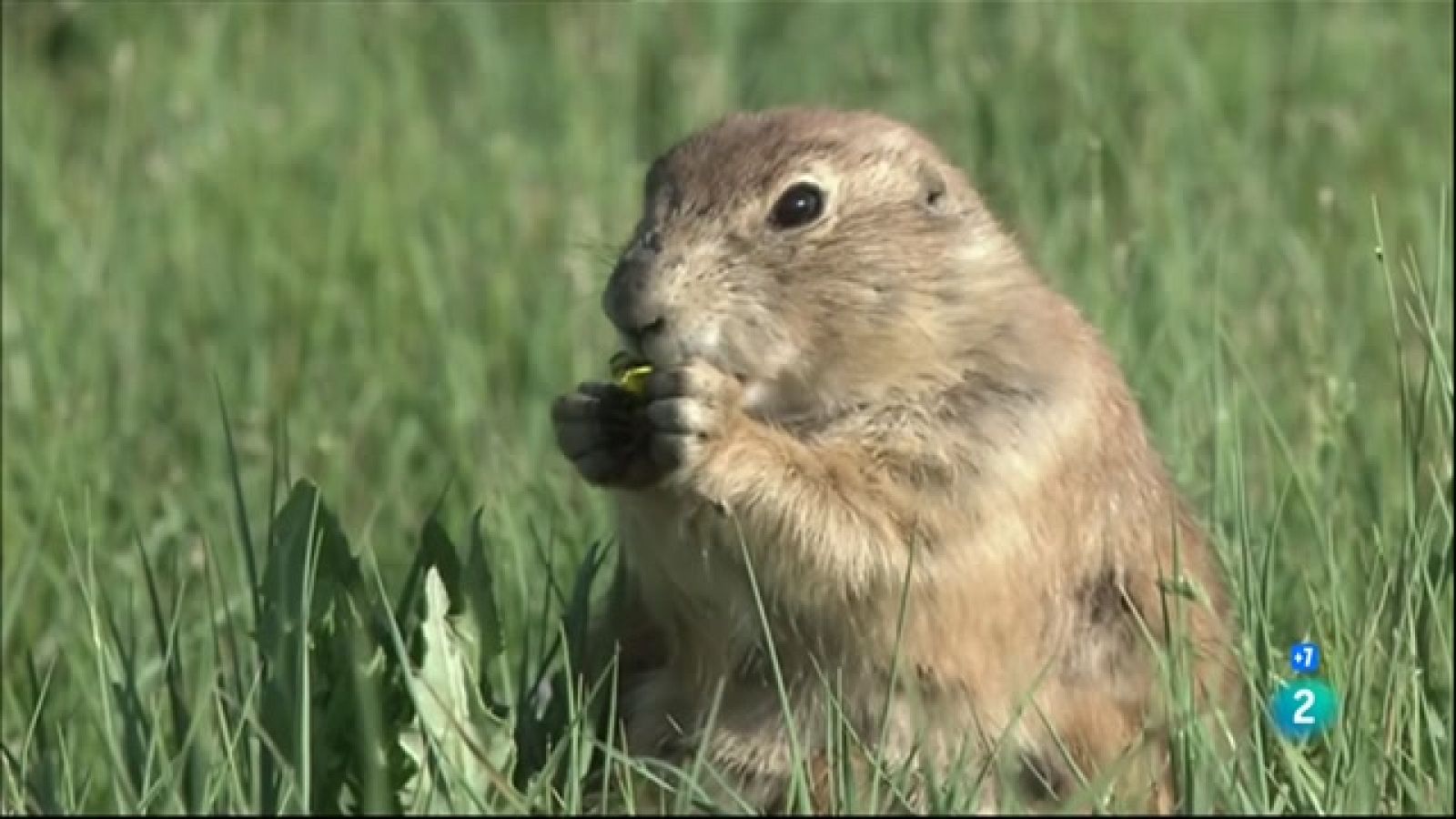 Grans documentals - Gossets subterranis, una història de la prada