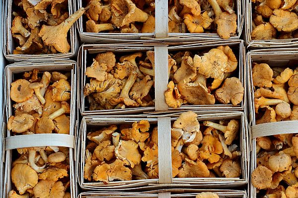 Aquí la Tierra - A la sombra de los pinos de Soria para buscar níscalos