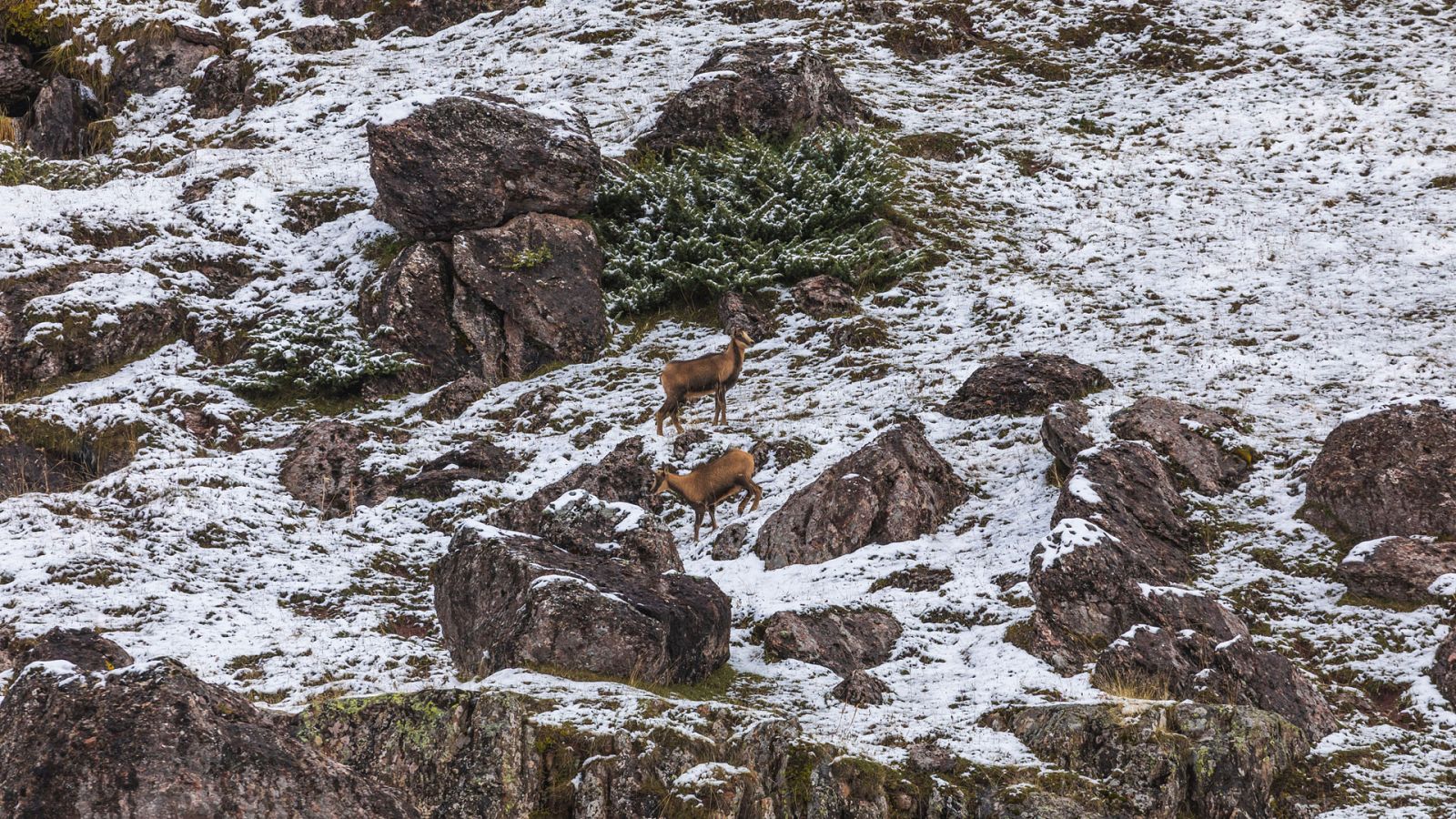 Heladas en Pirineos y, de forma dispersa, en la cordillera Cantábrica