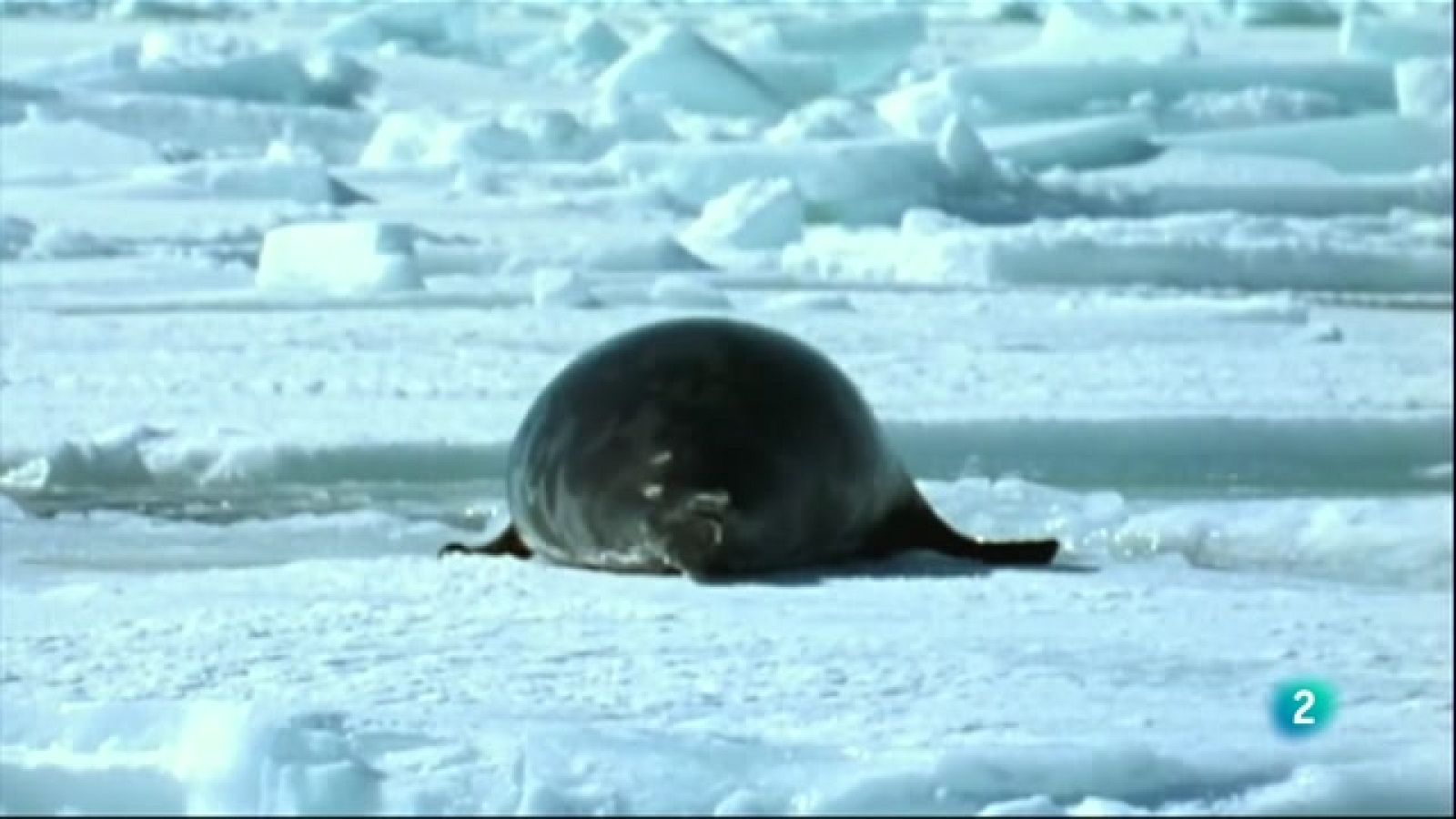Grans documentals - L'oceà àrtic, el mar gelat - RTVE Catalunya - Especials en català | Veure