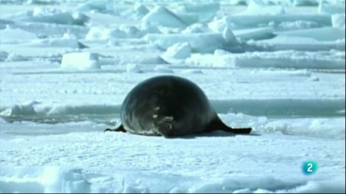 Especials en català - L'oceà àrtic, el mar gelat