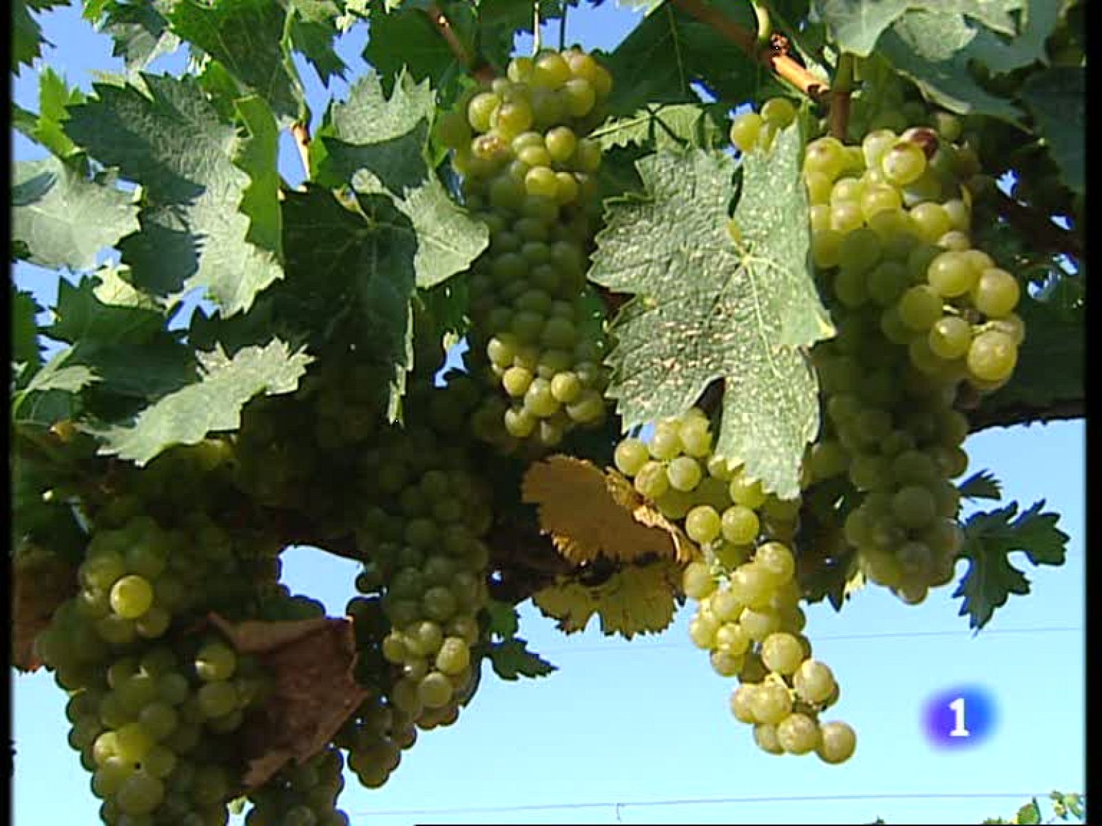 Informativo  Telerioja (27/08/09)