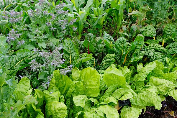 Aquí la Tierra - Cosechamos borrajas, una planta ''casi'' mágica