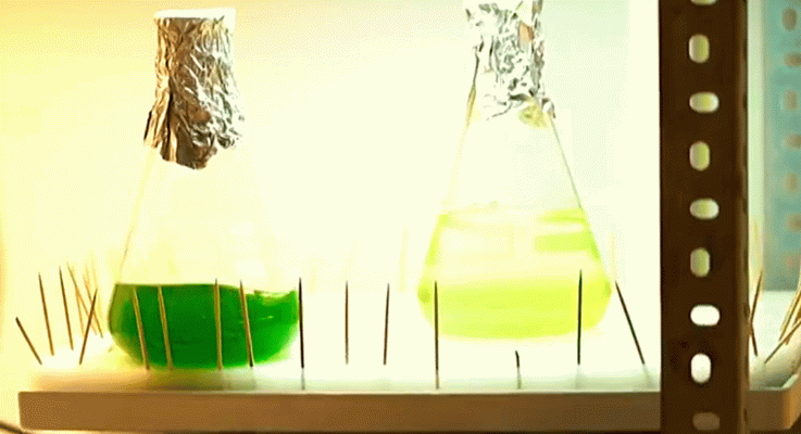 La aventura del Saber - ¿Cómo las algas y bacterias pueden producir más hidrógeno ju