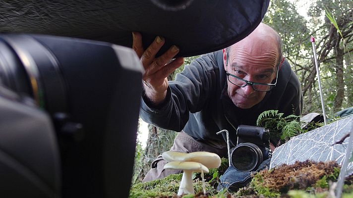 El escarabajo verde - Otoñarse