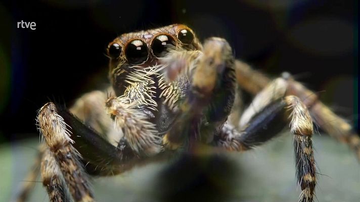 ¡Qué animal! - Vida extrema