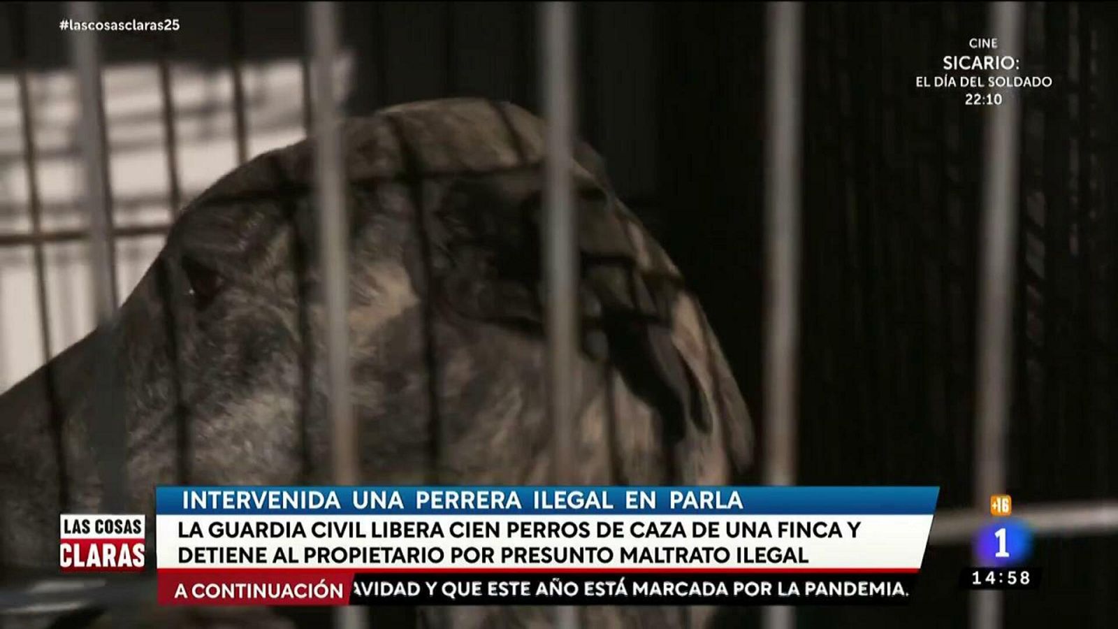 Liberados 100 perros de caza abandonados y maltratados en una perrera ilegal de Madrid