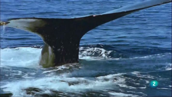 Especials en català - L'Àrtic més salvatge: Islàndia, terra de foc i gel