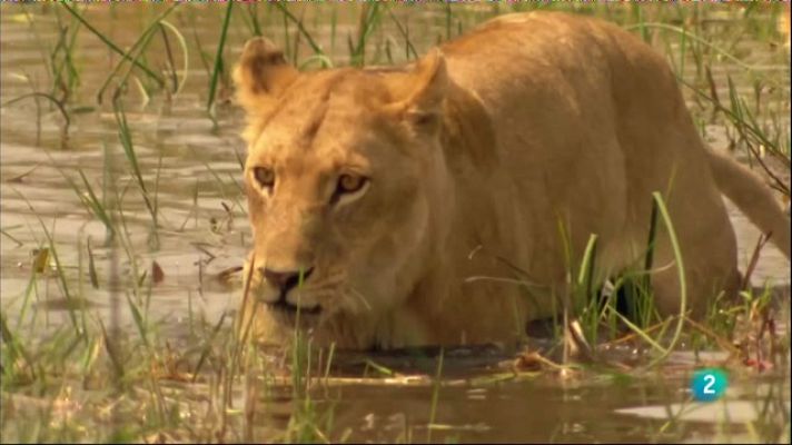 Especials en català - Reis desapareguts II - El llegat dels lleons del desert
