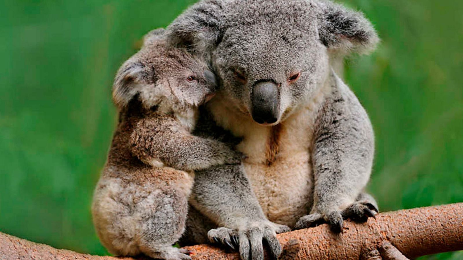 Grandes documentales - El incomparable marsupial: el Koala - ver ahora