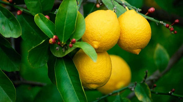 Exploradores del sabor - Sicilia