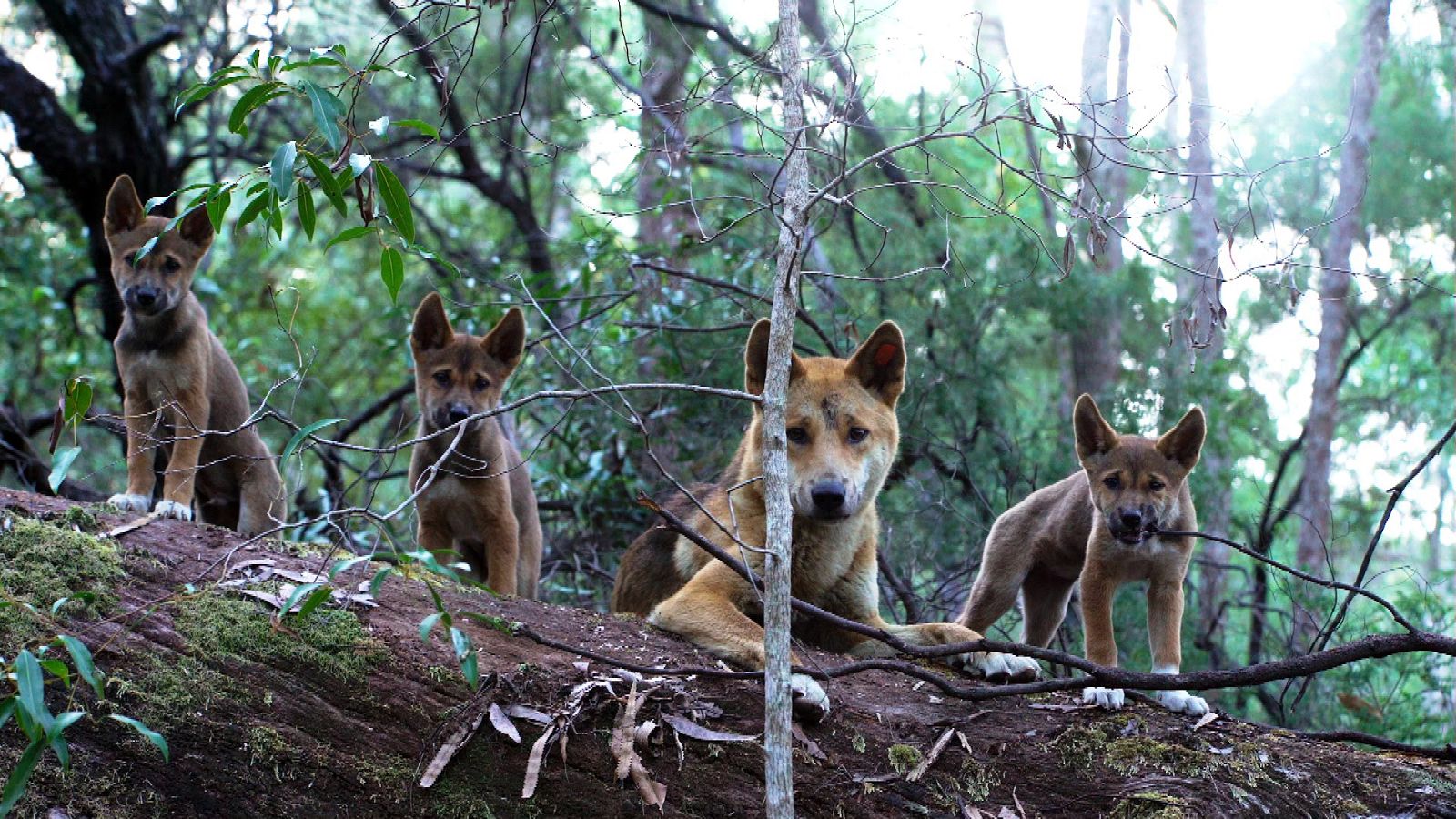Somos documentales - El vínculo familiar de los dingos - ver ahora