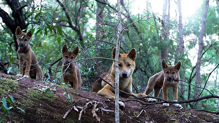 Somos Documentales - El vínculo familiar de los dingos