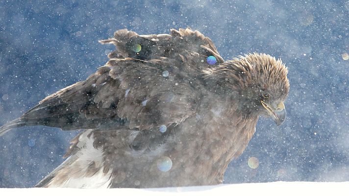 Somos Documentales - Navidad en la naturaleza