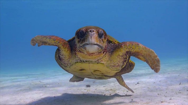 ¡Qué animal! - Marinos