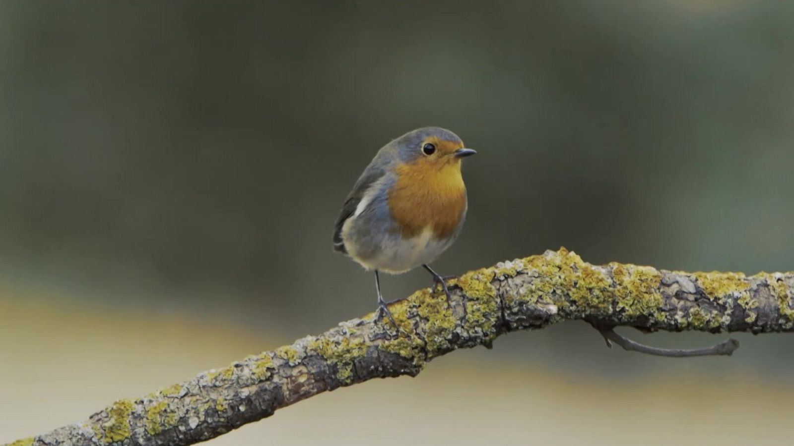 Red Natura 2020 - Programa 11 - ver ahora