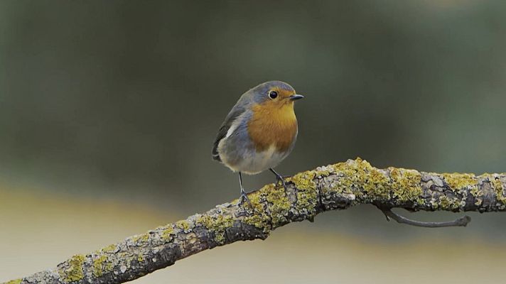 Red Natura 2000 - Programa 11