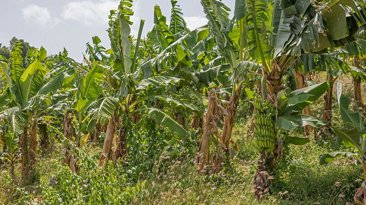Otros documentales - Exploradores del sabor: Martinica