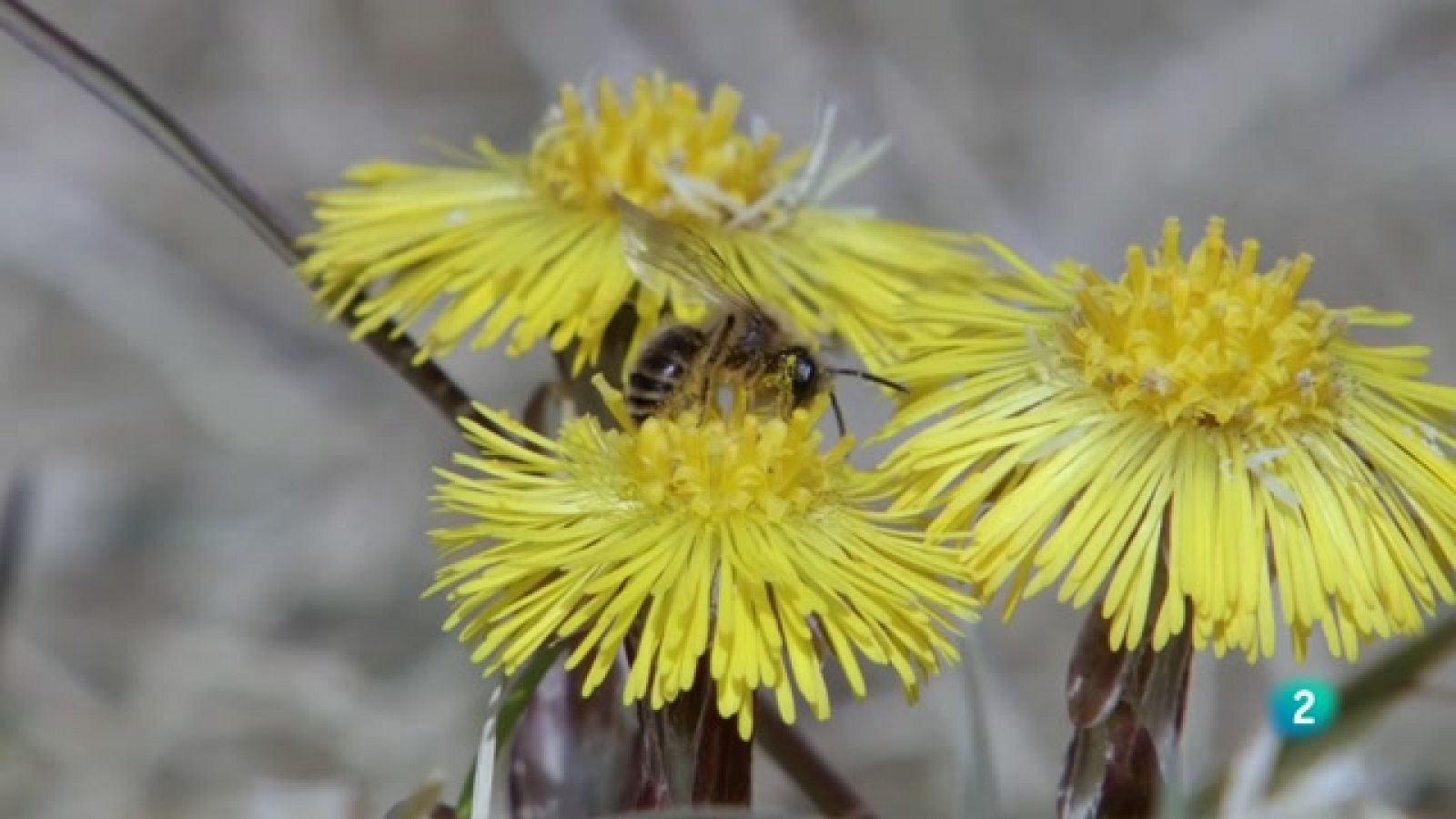 Grans Documentals - Filles del sol: Abelles silvestres