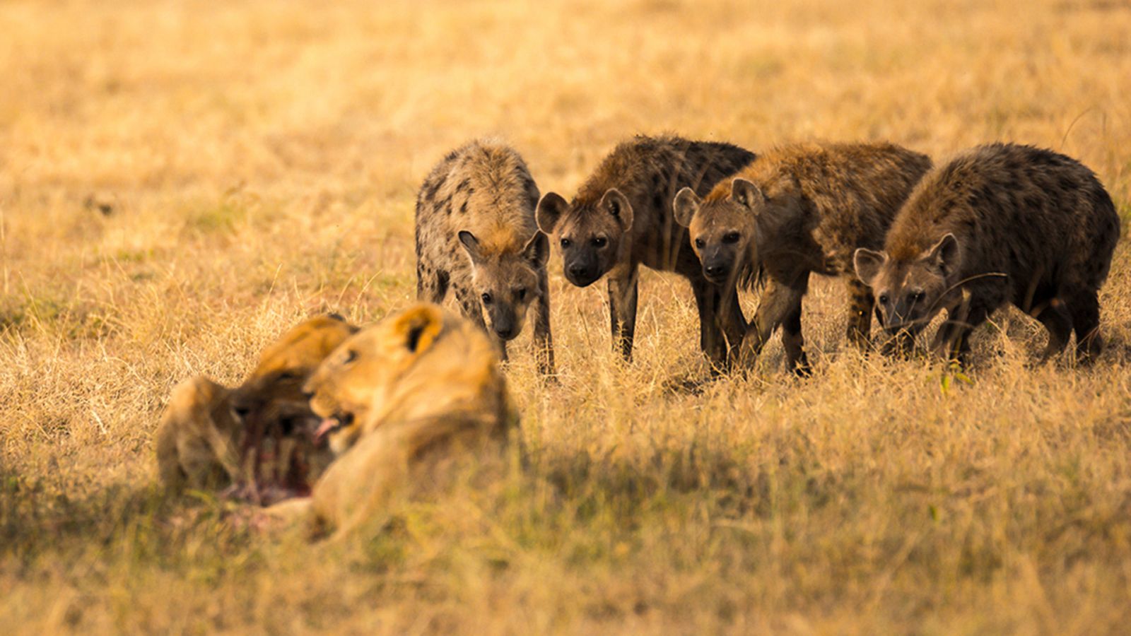 Grandes documentales - Félidos y cánidos: Rivales acérrimos - ver ahora