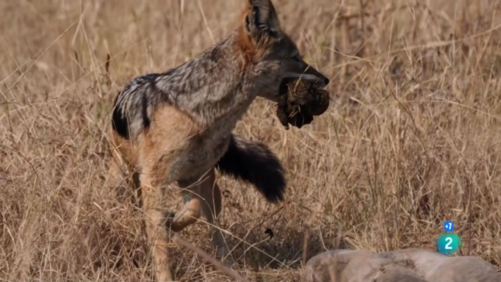 Grans Documentals -  Fèlids i cànids: rivals acèrrims