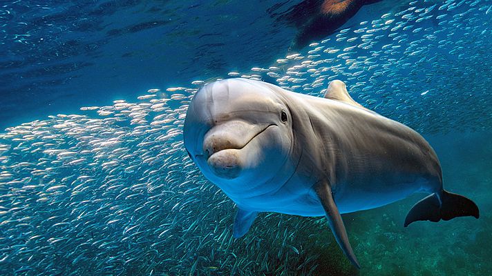 Grandes documentales - Delfines, ¿belleza antes que inteligencia?