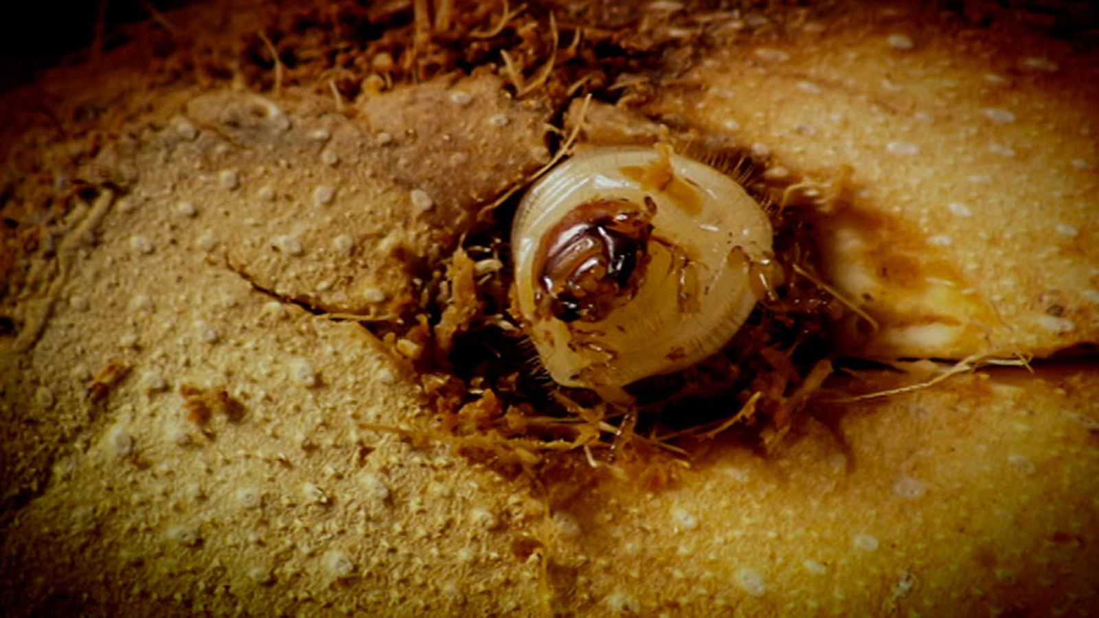 Somos documentales - Invasores (Fauna invasora) - ver ahora