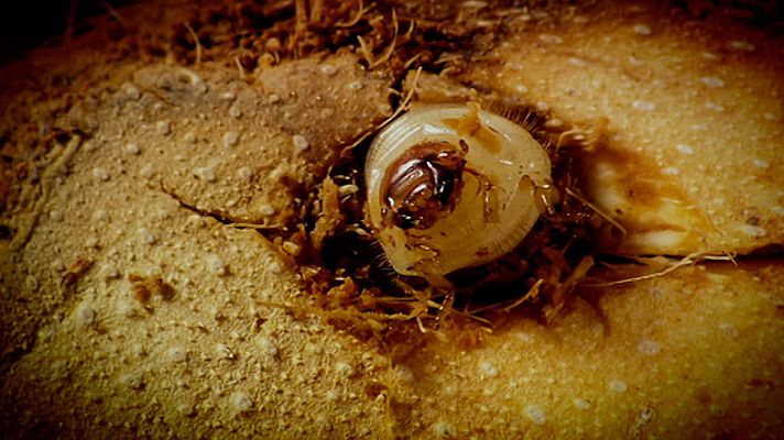 Somos Documentales - Invasores (Fauna invasora)