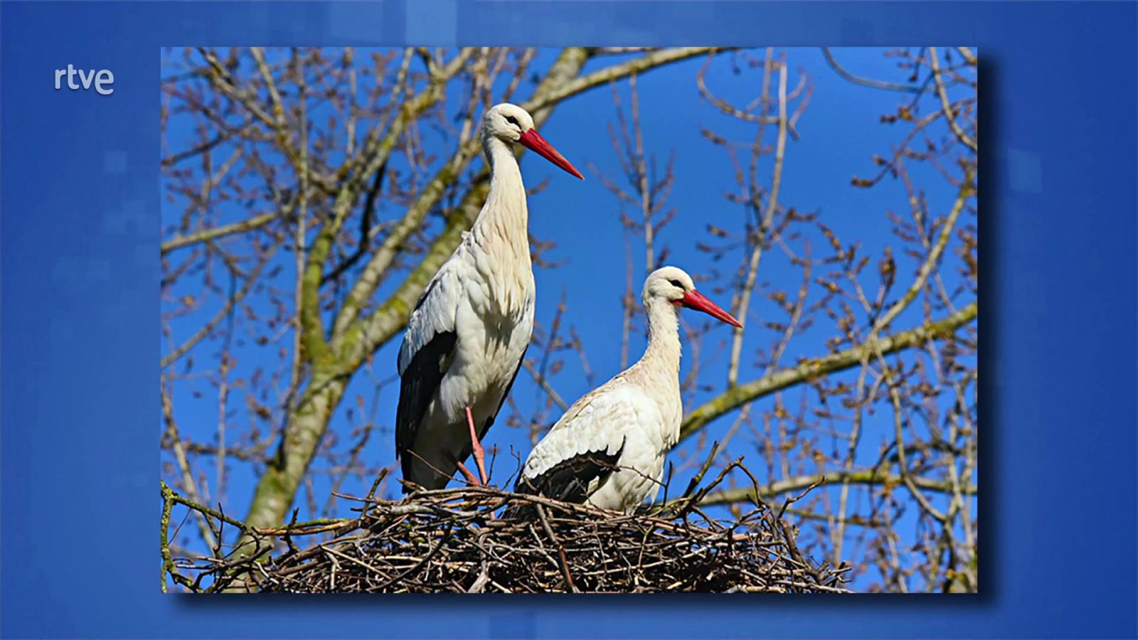 Saber y ganar. Edición de fin de semana - 03/01/21 - ver ahora