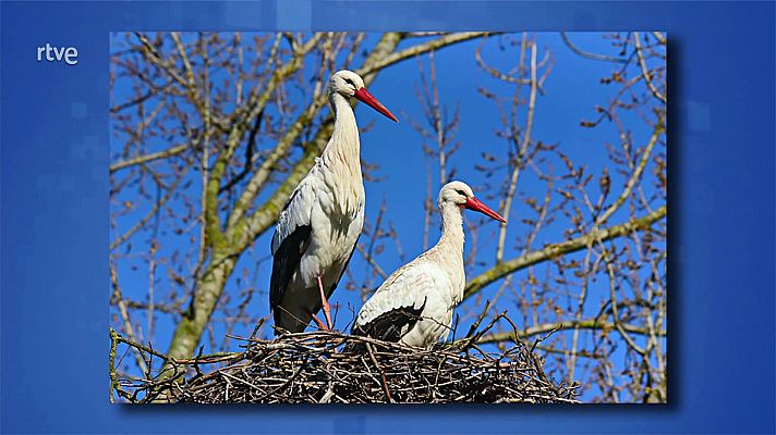 Saber y ganar - Saber y ganar. Edición de fin de semana - 03/01/21