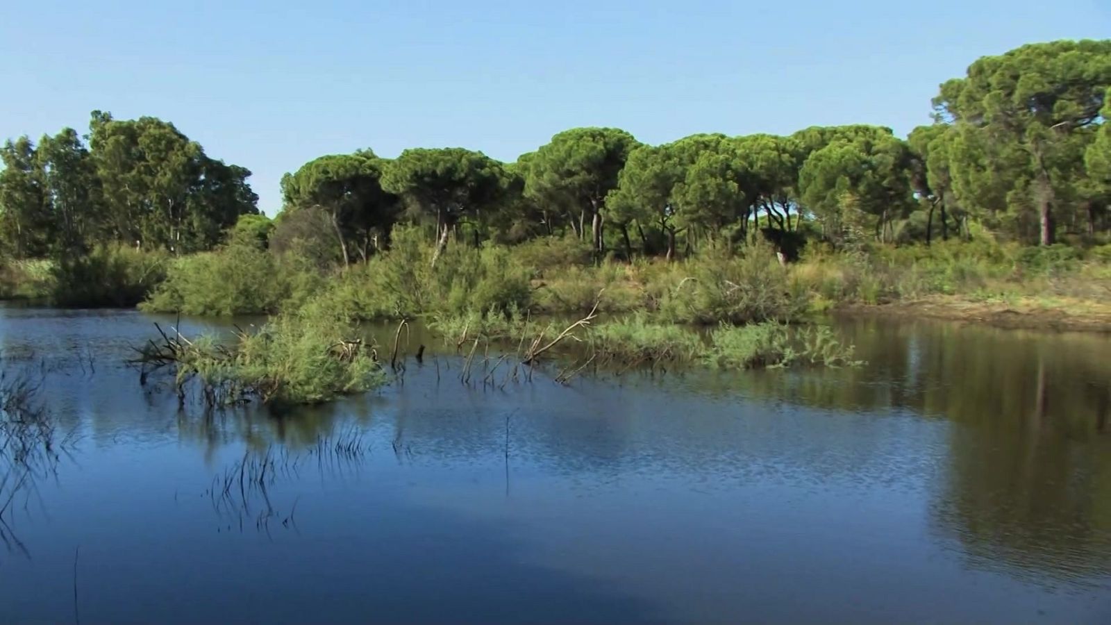 El bosque protector - Fauna amenazada: Águila pescadora - ver ahora
