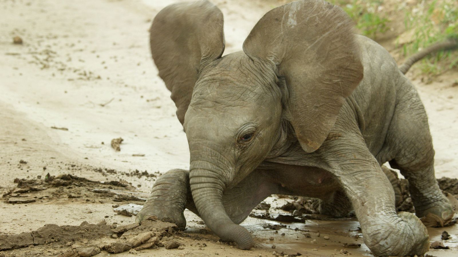 Cachorros: su primer año de vida - Episodio 1 - ver ahora