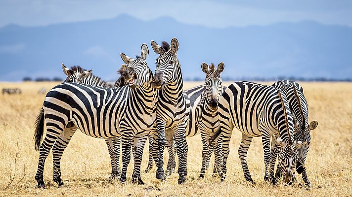 Grandes documentales - Salvaje y vivo: un lugar de esperanza