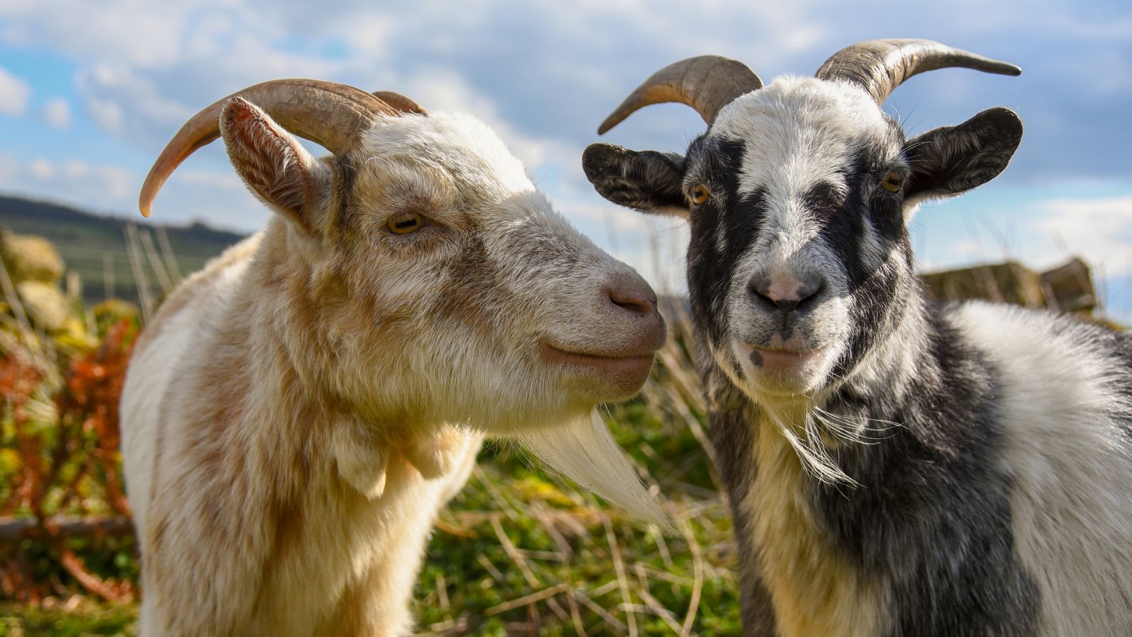 Aquí La Tierra - Hablamos de cabras