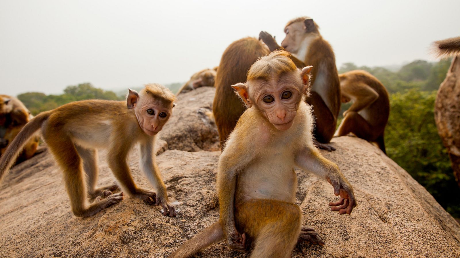 Cachorros: su primer año de vida - Episodio 2 - ver ahora