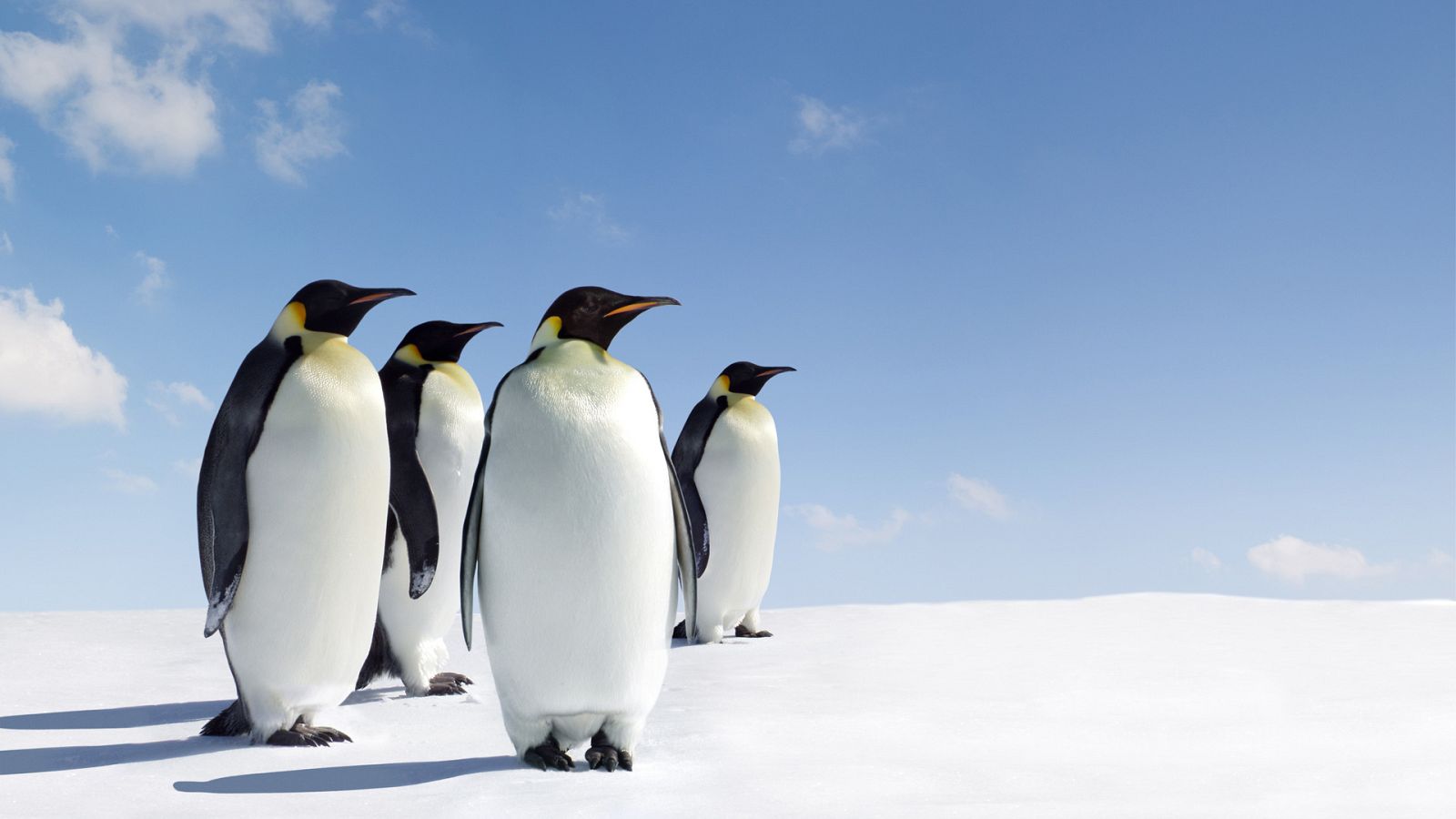 Somos documentales - El Emperador - Ver ahora