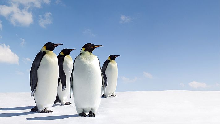 Somos Documentales - El Emperador