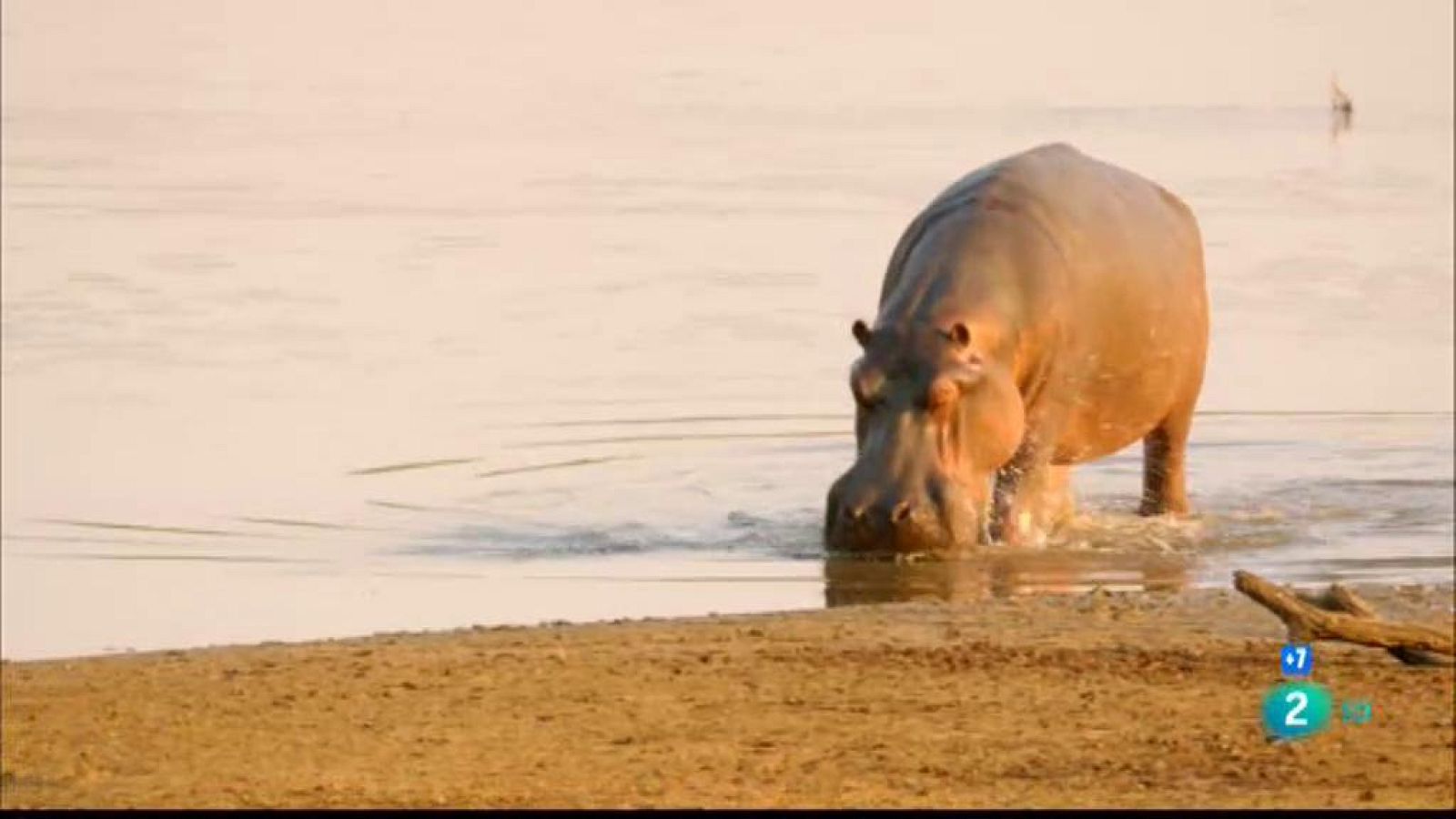 Grans documentals -  La vall indòmita: La llacuna dels hipopòtams