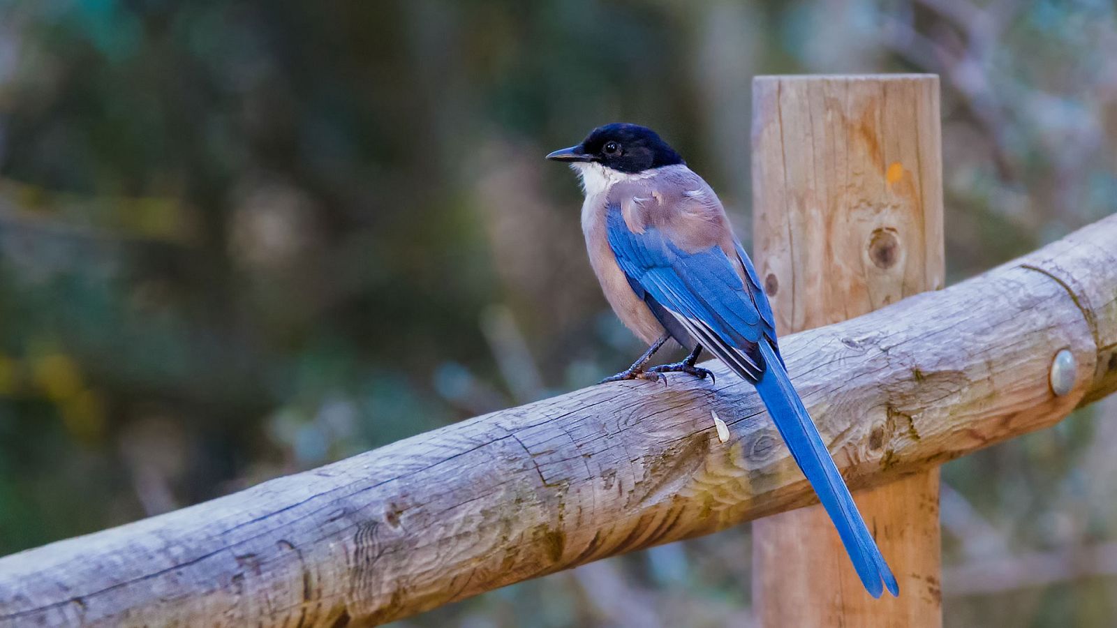 Somos documentales - El cuento del Rabilargo - ver ahora