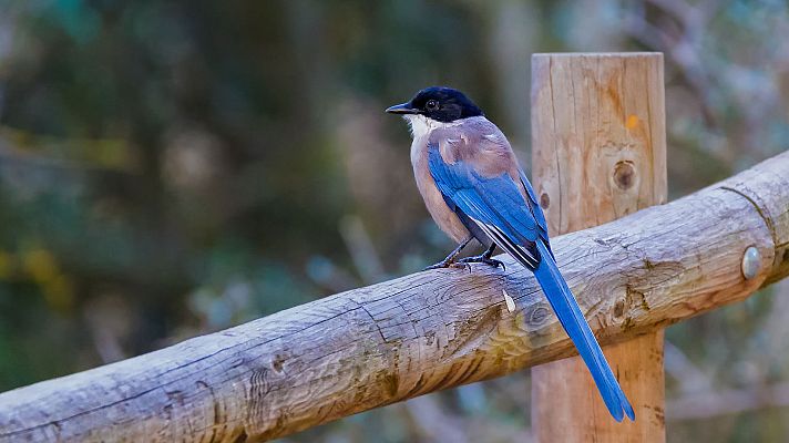 Somos Documentales - El cuento del Rabilargo