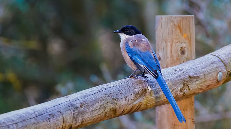 Somos documentales - El cuento del Rabilargo - ver ahora