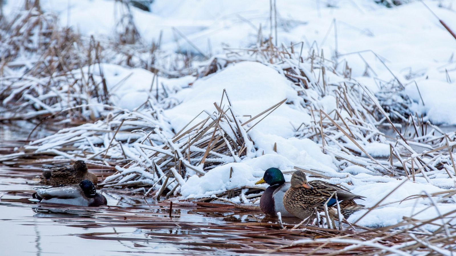 Nevadas copiosas en zonas del centro, interior este e interior sudeste peninsulares - ver ahora