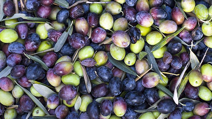 Aquí la Tierra - Aquí La Tierra - Un tipo de pan... ¡con aceitunas!