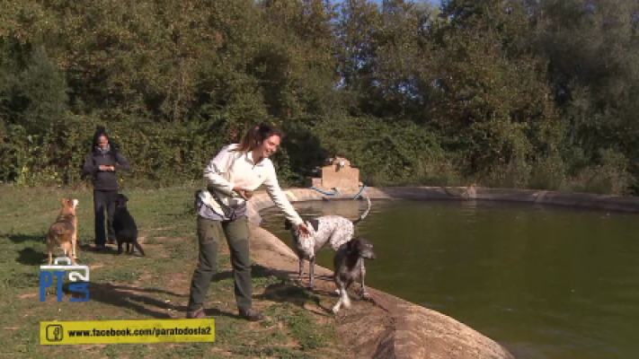 Para todos La 2 - Contra el abandono de los animales domésticos