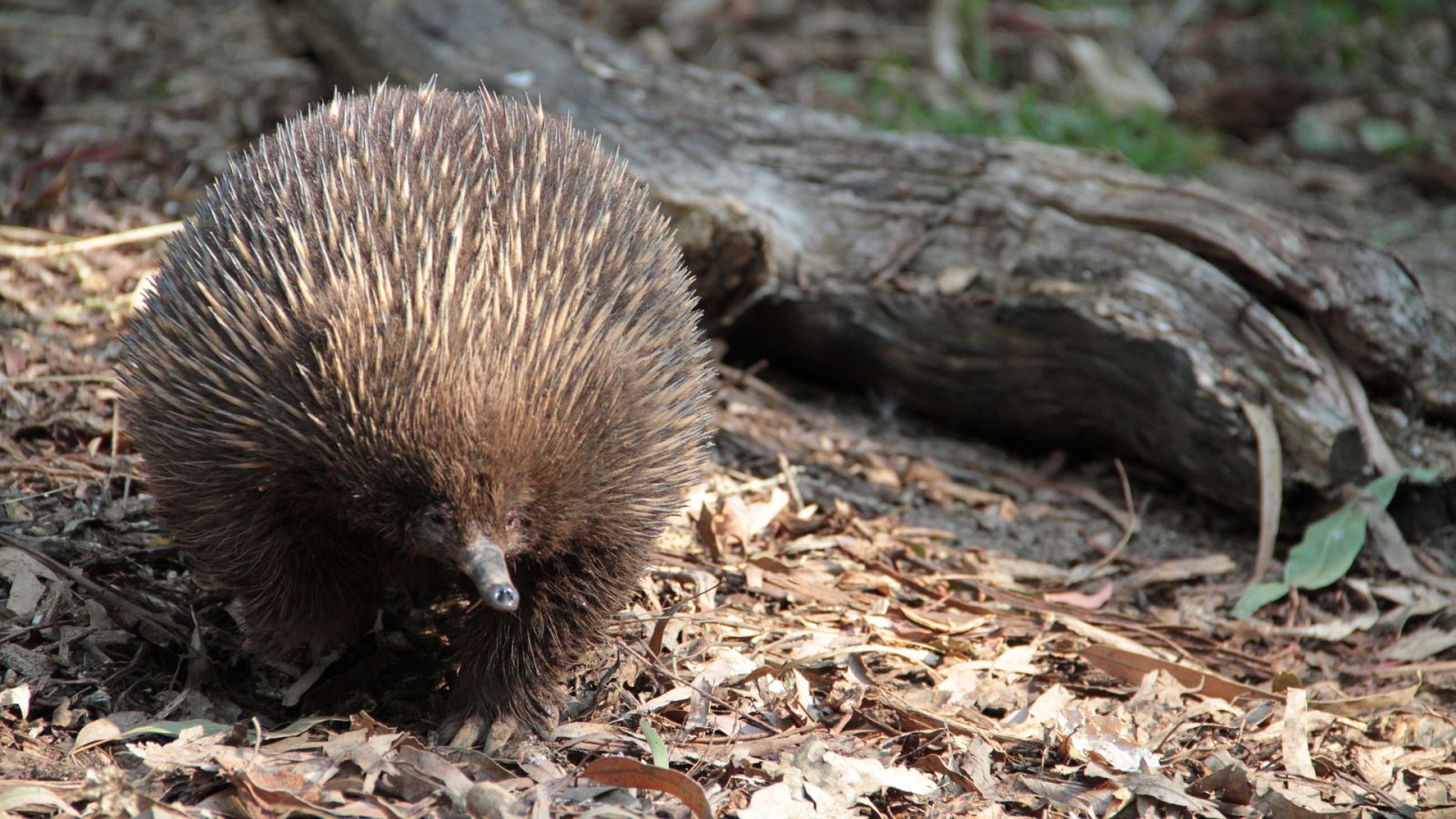 El ascenso de los animales con David Attenborough - Episodio 2: El amanecer de los mamíferos - ver ahora