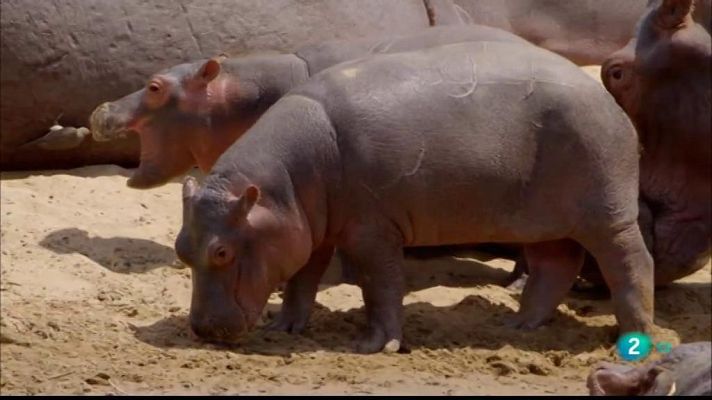 Especials en català - La vall indòmita: El gran meandre
